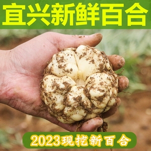 2023宜兴新鲜百合5斤食用微苦2500g农家散装土特产2斤3斤包邮