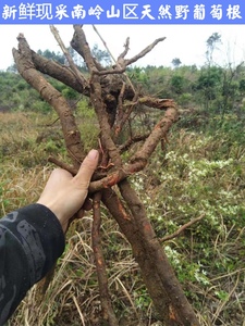 深山野白葡萄根红心老根山葡萄蛇葡萄千斤藤新鲜无硫干片中草药材