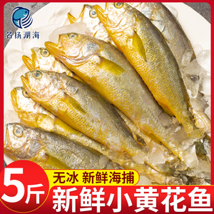 青岛小黄花鱼新鲜海捕鲜活5斤小黄鱼冷冻生鲜海鲜水产深海鱼商用