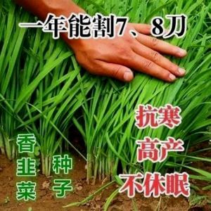 【48小时发货】四季韭菜种子/老品种小细叶韭菜种籽浓香阳台盆栽