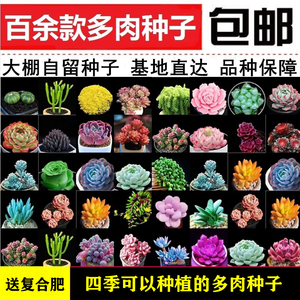 多肉种孑混合 多肉种孑混合品牌 价格 阿里巴巴 多肉种孑混合 多肉种孑混合品牌 价格 阿里巴巴