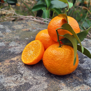 正宗广西砂糖橘蜜橘9斤当季新鲜水果整箱甜橘子小果黄帝柑大果