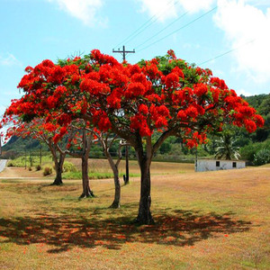 蓝花楹树苗 黄花风铃木小苗凤凰木树苗 红花楹盆栽庭院南北方种植