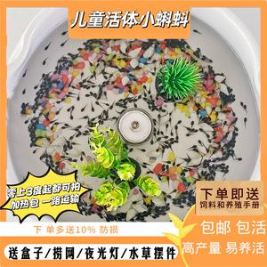 角蛙饲料粮角蛙饲料粮蝌蚪黄金绿钟角蛙活物宠物蛙青蛙小型