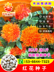 中草药材红花种子藏红花种子新疆产草红花籽正品纯新大田种植种子