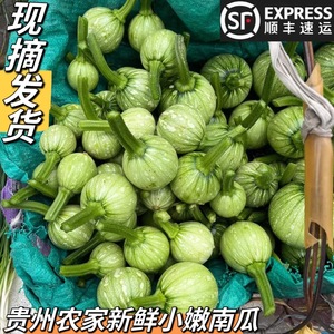 贵州平塘 农家新鲜蔬菜自种嫩南瓜绿皮迷你小南瓜仔青菜瓜5斤包邮
