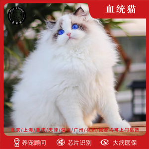 海双赛级布偶猫 海双赛级布偶猫品牌 价格 阿里巴巴 海双赛级布偶猫 海双赛级布偶猫品牌 价格 阿里巴巴