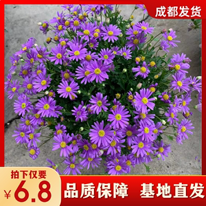 姬小菊盆栽带花苞庭院阳台四季好养多年生草本植物花卉轻松易爆盆