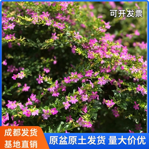 金叶绿叶满天星盆栽花苗庭院阳台四季好养萼距花多年生开花植物