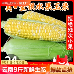 云南金银水果玉米9斤新鲜生吃甜玉米棒子苞谷米现摘糯包邮蔬菜