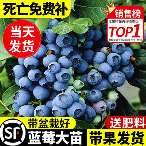 蓝莓树果苗盆栽蓝梅树苗带大果阳台室内耐寒南北方种植绿宝石果树