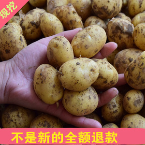 2023山东新鲜蔬菜迷你小土豆现挖马铃薯非转基因黄皮黄心洋芋
