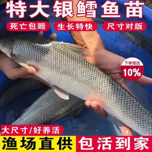 银鳕鱼苗淡水养殖食用团头魮红眼鳕鱼大鳞鲃鱼苗活体大头亮鲃鱼苗