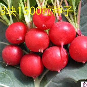 【红玉樱桃萝卜种子】四季播红皮水果小萝卜阳台盆栽蔬菜种籽