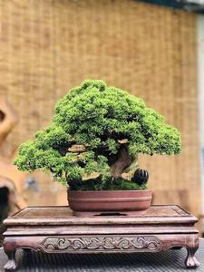 真弓盆景 真弓盆景品牌 价格 阿里巴巴 真弓盆景 真弓盆景品牌 价格 阿里巴巴