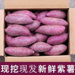 新鲜小紫薯10斤现挖农家自种紫薯粉糯香甜板栗番薯地瓜山芋蔬菜