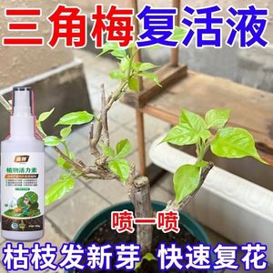 月月开花】三角梅专用肥专治黄叶掉叶不开花催芽促花免稀释叶面肥