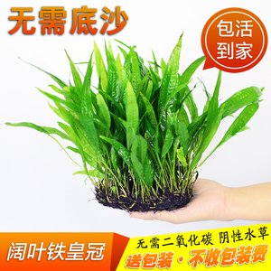 鱼缸活水草植物水下草 鱼缸活水草植物水下草品牌 价格 阿里巴巴 鱼缸活水草植物水下草 鱼缸活水草植物水下草品牌 价格 阿里巴巴