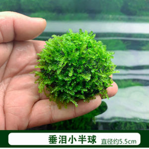 無料でダウンロード 水草co2不要 水草co2不要 Untungegkwkxe