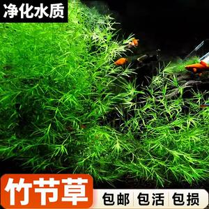 竹节草鱼缸水族箱造景观赏鱼虾躲避净化水质淡水新手易养阴性水草