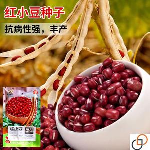 红小豆种子农家赤小豆种籽孑黑龙江早熟籽种小红豆自产自种豆种大