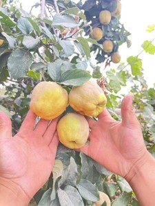新年新的鲜榲桲新疆特色温桲之皇温柏瓜榅桲新疆木瓜5斤木梨