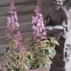 花叶鹤翎花盆栽观叶植物复色香妃草庭院阳台观赏花卉好养易活花卉