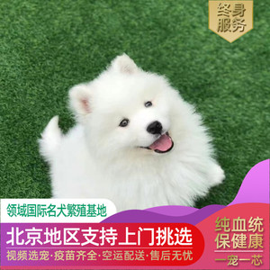北京买纯种萨摩耶幼犬活体宠物狗雪橇犬微笑天使实体犬舍血统纯正