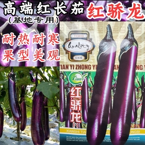 红骄龙紫长茄种子 特长烧烤茄子种子高产紫红茄子基地蔬菜种子籽