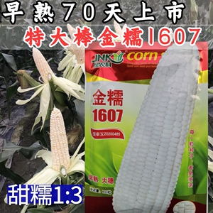 金糯1607糯玉米种子 早熟70天大棒加甜糯玉米香甜粘苞谷种子籽孑