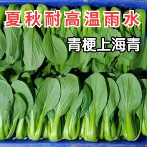 上海青菜种子夏季耐热抗热耐高温青梗菜油菜四季阳台蔬菜种子籽节