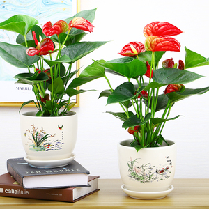带花红掌室内办公桌绿植长期开花红掌火鹤鸿花卉土培盆栽植物