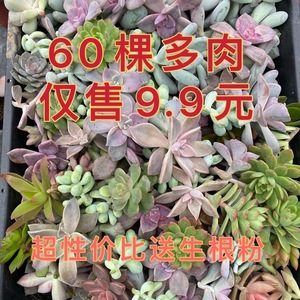 多肉 多肉植物砍头苗60颗10-30个品种无根多肉贵货随机桃蛋熊童子