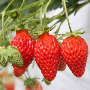 阳台室内草莓苗盆栽爬藤家庭植物奶油草莓四季种植当年结果