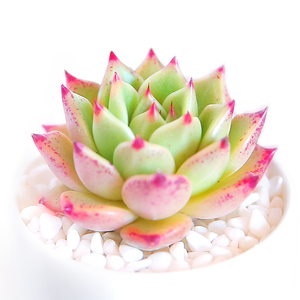 万圣夜多肉室内清棚小贵货稀有品种花卉盆栽组合大株老桩多肉植物 阿里巴巴找货神器