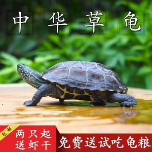 中华草龟活体长寿龟情侣宠物水龟活物玩偶陆地龟苗外塘金钱小乌龟