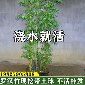 四季青罗汉竹苗佛肚竹子苗盆栽景观竹庭院室内观赏竹小型竹子植物