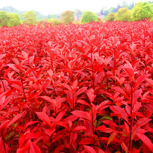 红叶石楠球树苗火焰红小苗篱笆苗围墙绿化工程色块苗庭院四季植物