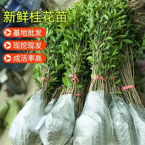 批发原生桂花树苗庭院浓香绿植花卉金桂丹桂四季桂八月桂血桂树苗