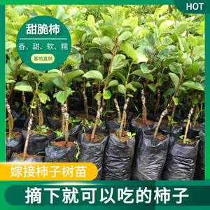 嫁接柿子树苗甜脆柿子新品种特大无籽无核柿子树南方种植耐寒带土