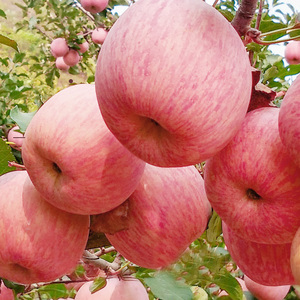 烟台特大脆甜苹果树苗南方北方种植易活高产嫁接苹果苗烟富8号