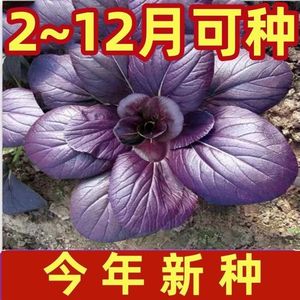 紫冠青梗菜种子美人红紫罗兰油菜四季蔬菜青菜紫玉菜蔬菜种子大全