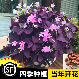 紫叶酢浆草多年生幸运三叶种球种子根盆栽庭院花卉观花植物室内花