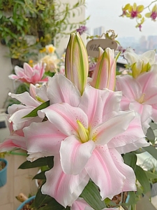百合种球花种子花玫瑰香水亚洲百合郁金香风信子水培套装花卉盆栽