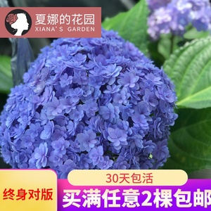 花手鞠大花绣球室外庭院阳台盆栽观花植物多季开花紫阳花八仙花 阿里巴巴找货神器 花手鞠大花绣球室外庭院阳台盆栽观花植物多季开花紫阳花八仙花 阿里巴巴找货神器