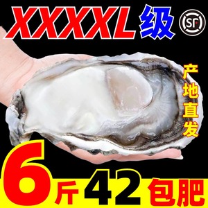 生蚝鲜活10斤5斤海鲜水产金蚝特大海蛎子牡蛎刺身即食生蚝肉包肥