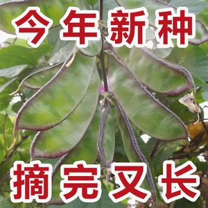 【摘完又长】紫边眉豆种子猪耳朵四季耐热高产扁豆角蔬菜种子大全