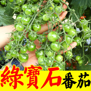 绿宝石番茄种子苗绿珍珠圣女果颜色翠绿甘甜椭圆长穗形绿皮柿子苗