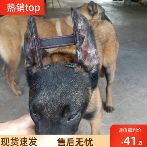 宠物立耳器狗狗耳朵矫正神器马犬杜宾犬德牧黑狼杜宾专用幼犬耳贴 阿里巴巴找货神器