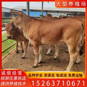 牛活苗肉牛活牛出售黄牛犊子西门塔尔牛活体利木赞牛畜牧养殖技术
